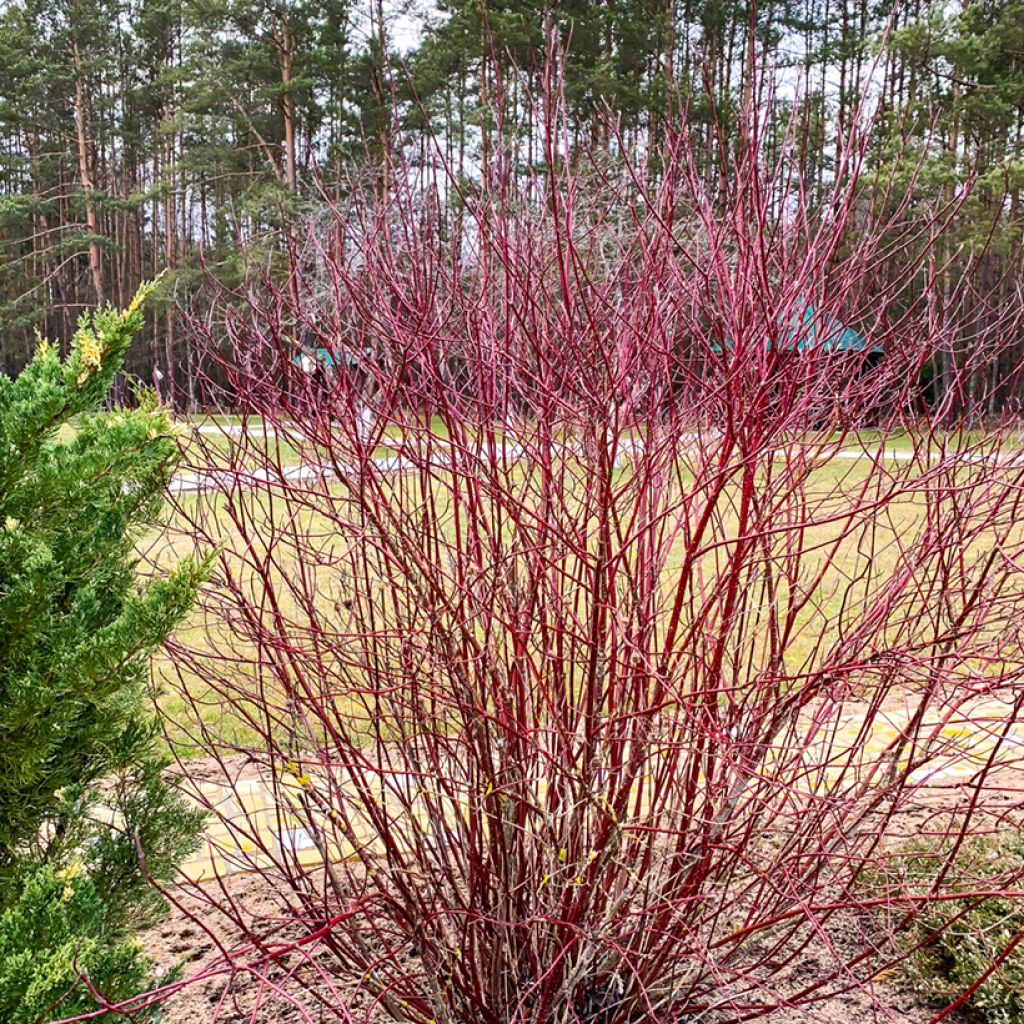 Sanguinella - Cornus sanguinea