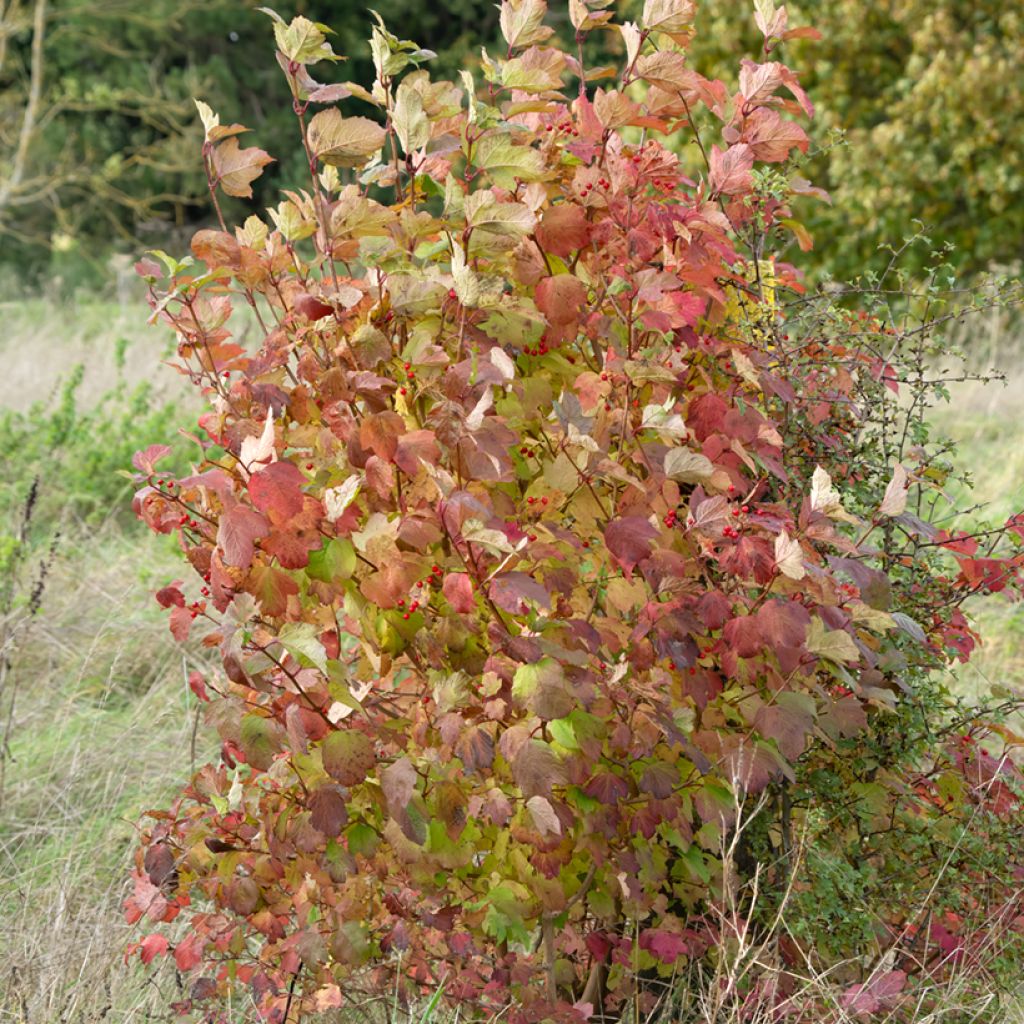 Sanguinella - Cornus sanguinea