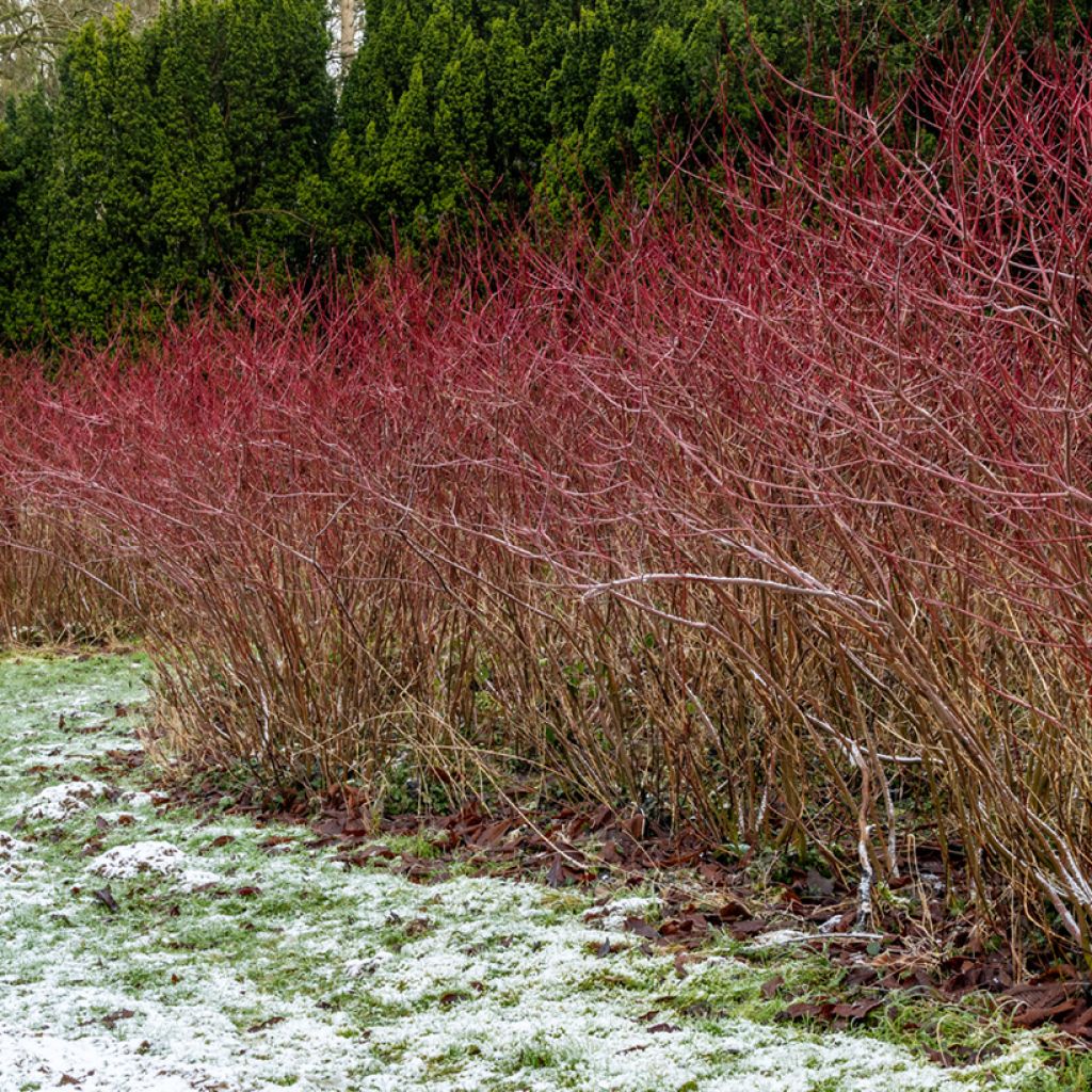 Sanguinella - Cornus sanguinea