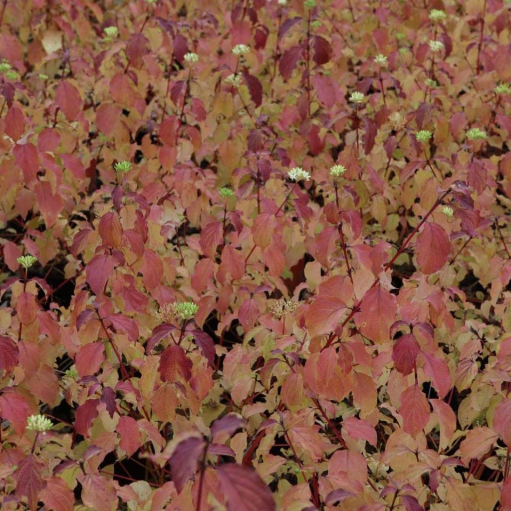 Cornus sanguinea Winter Beauty