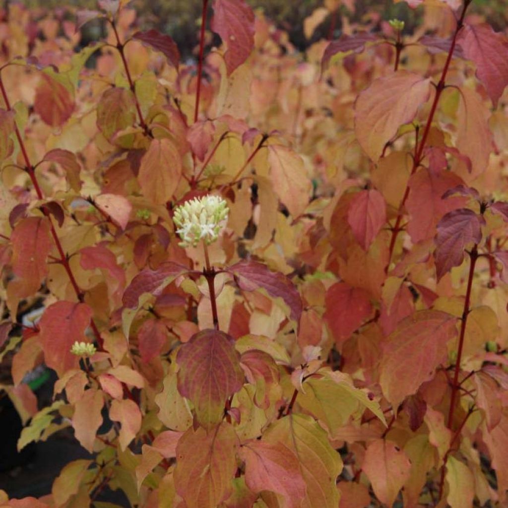Cornus sanguinea Winter Beauty