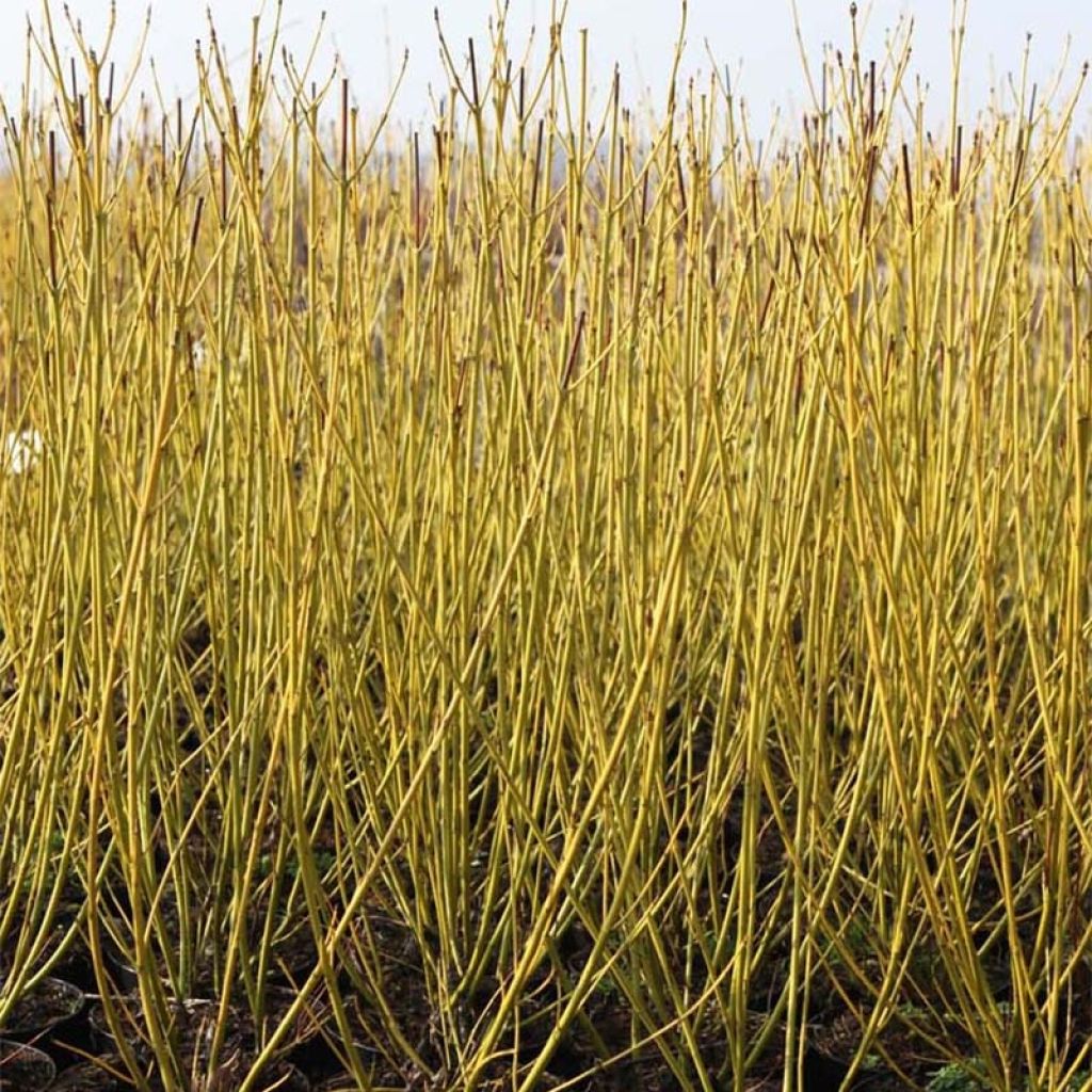 Cornus sericea Budd's Yellow