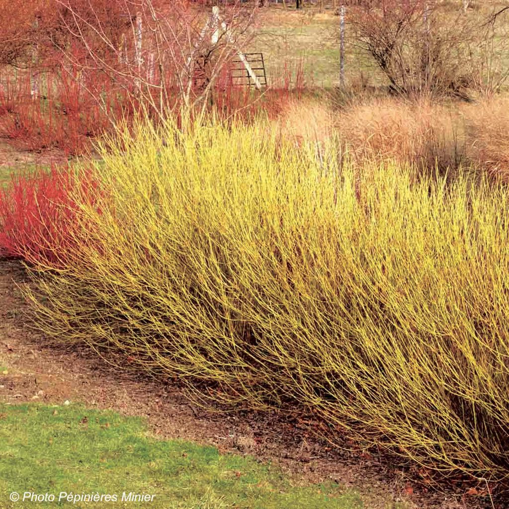 Cornus sericea Flaviramea