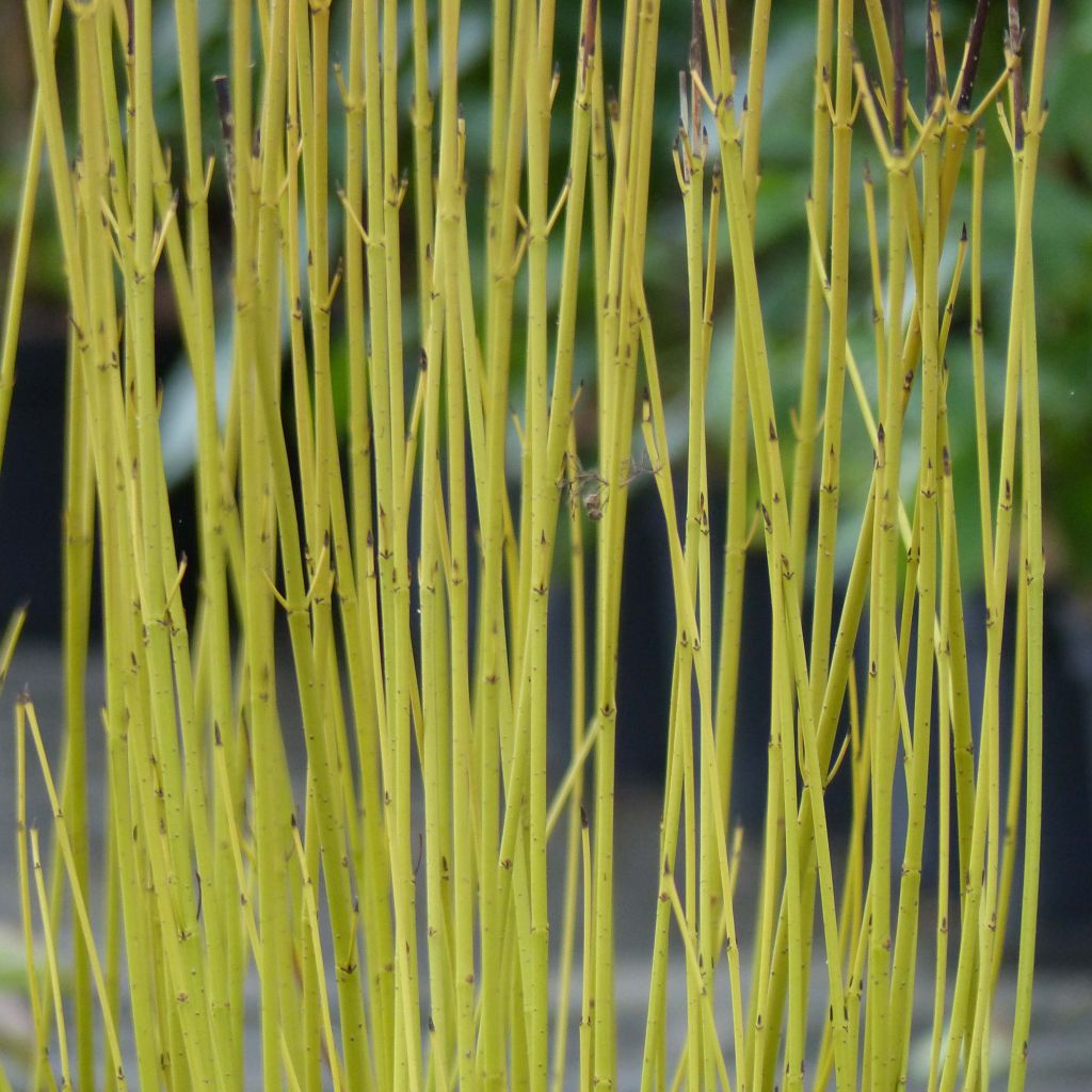 Cornus sericea Flaviramea