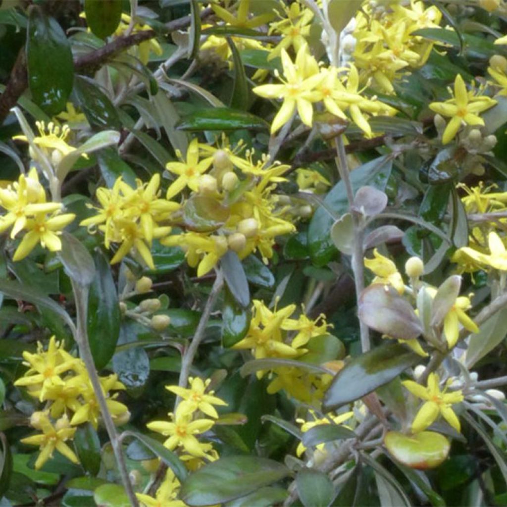 Corokia virgata Frosted chocolate