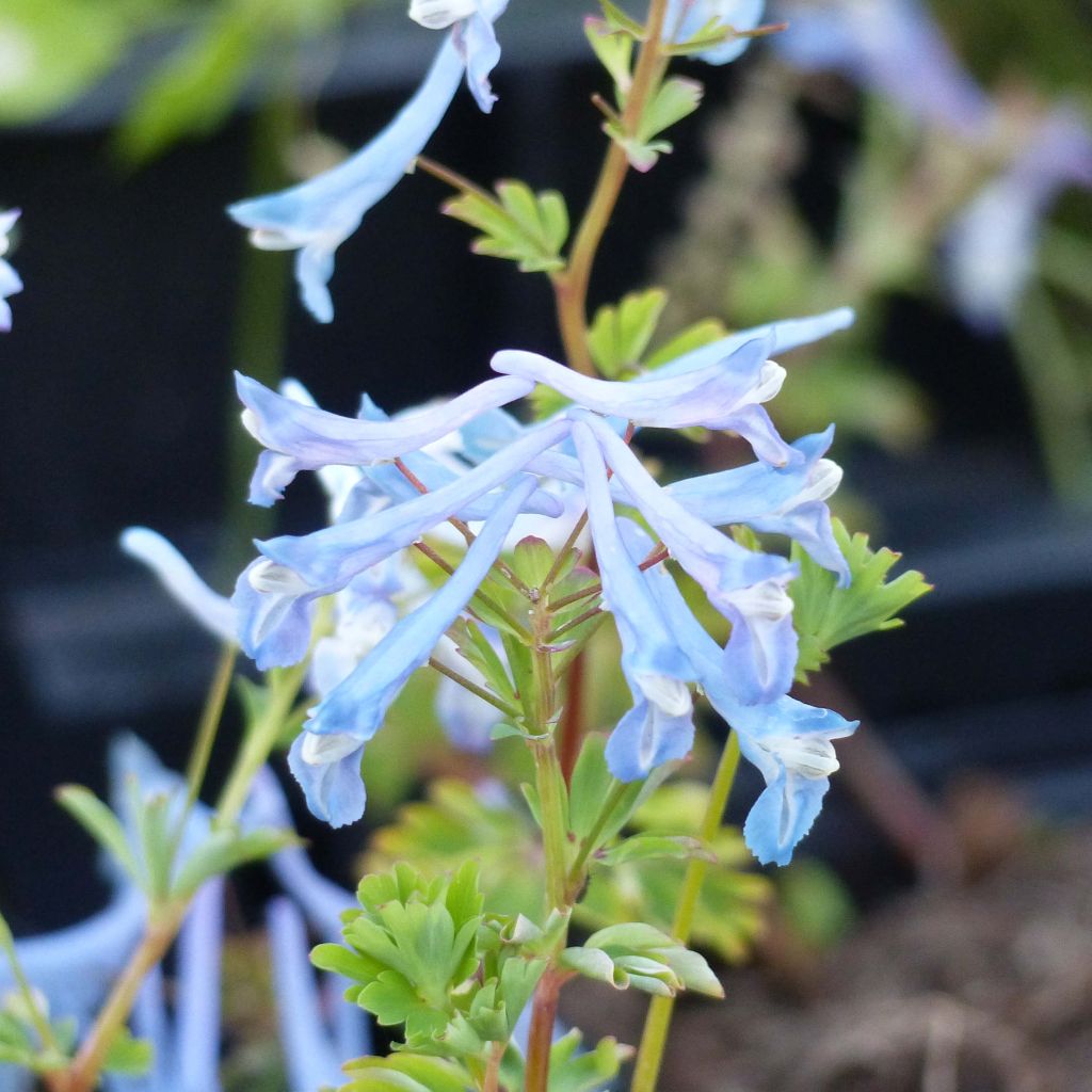 Corydalis flexuosa elata Craigton Blue