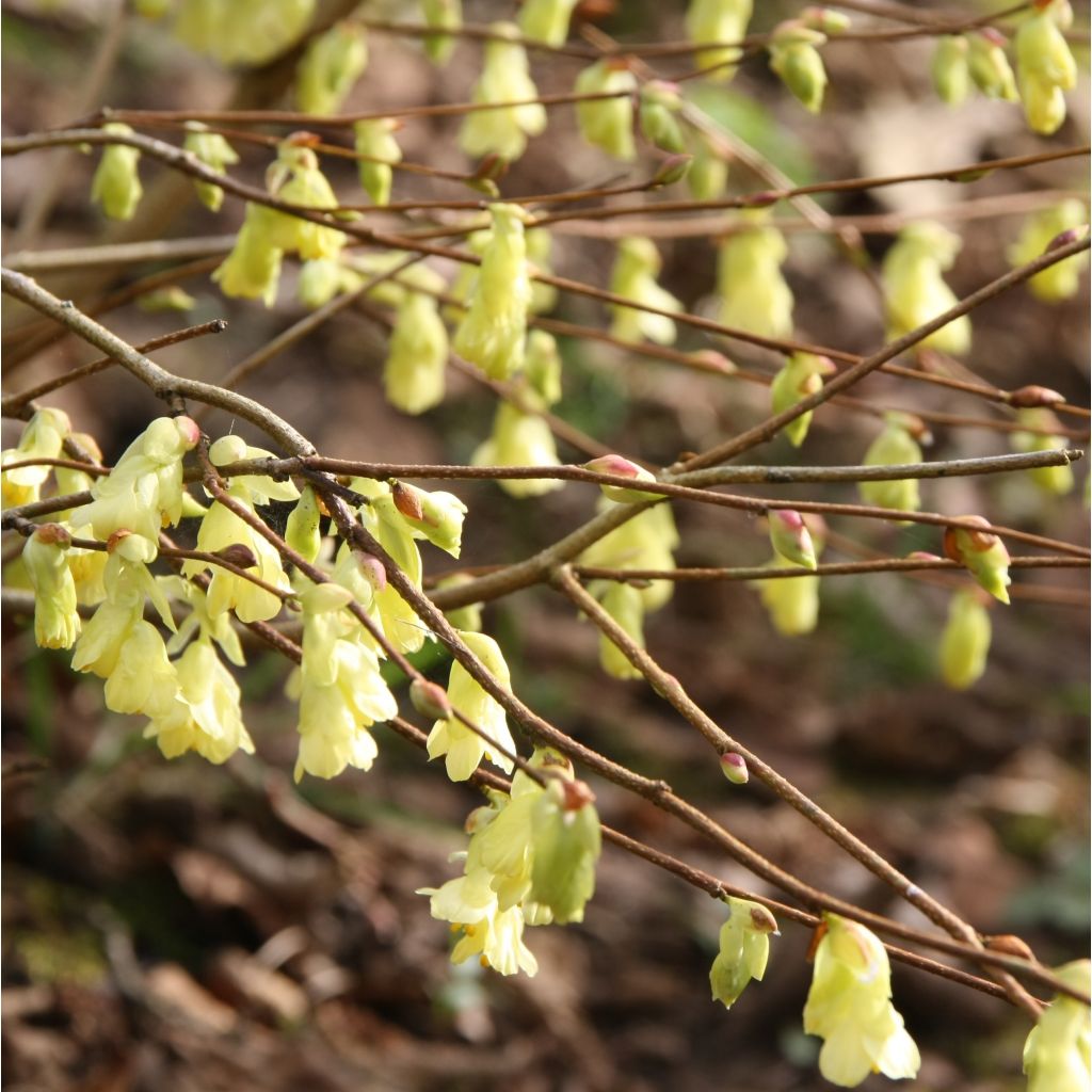Corylopsis pauciflora - Falso nocciolo