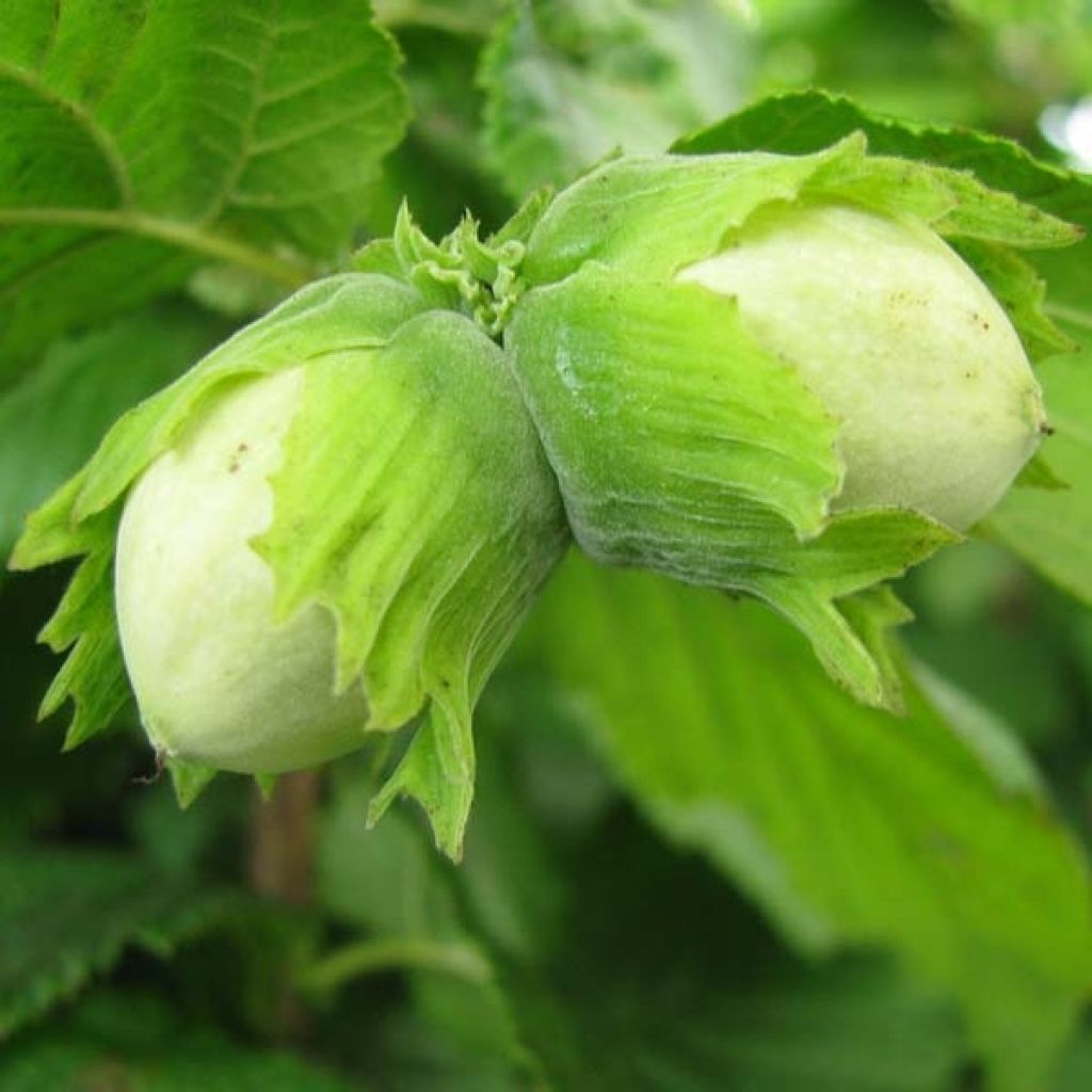 Corylus avellana Contorta - Nocciolo comune
