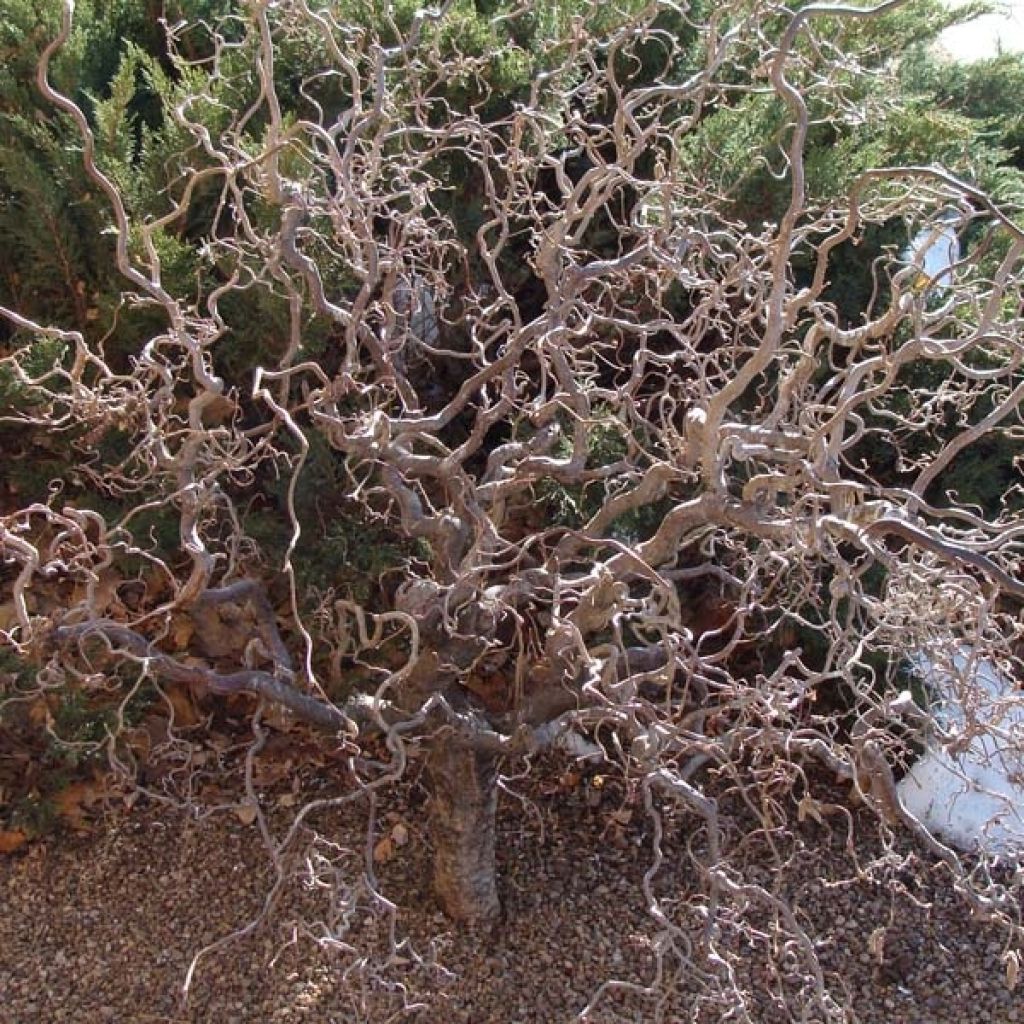 Corylus avellana Contorta - Nocciolo comune