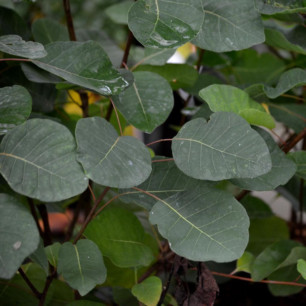 Cotinus coggygria - Scotano