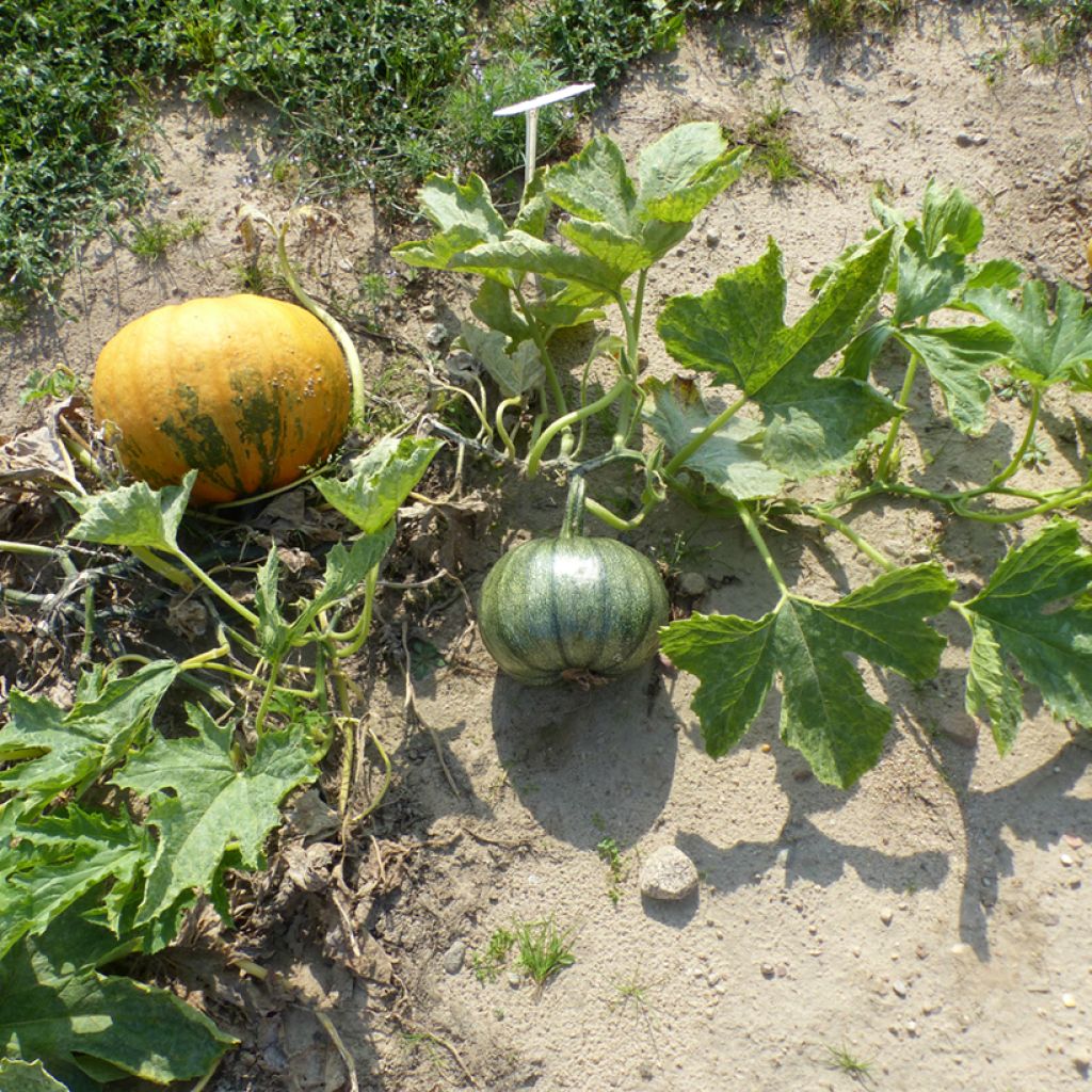 Zucchino Miranda