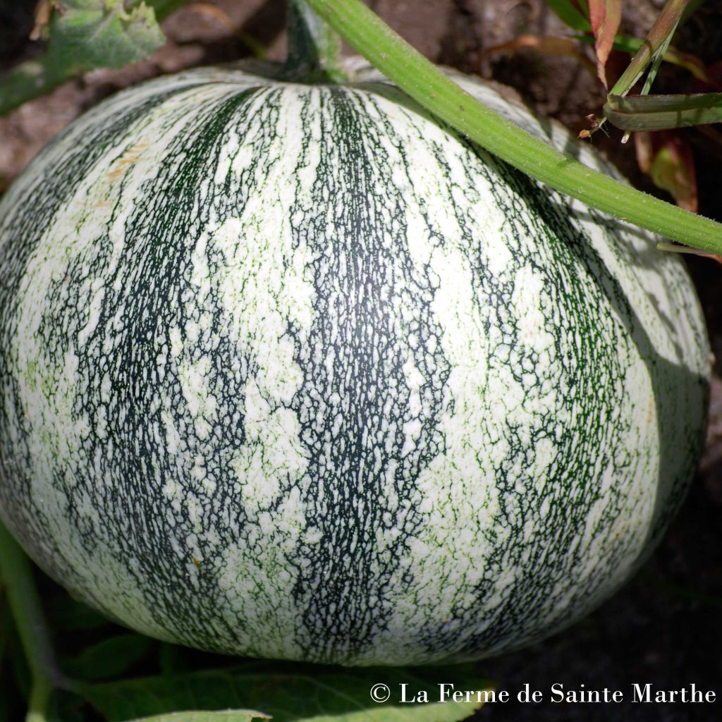 Courge Pepita Squash Bio - Ferme de Sainte Marthe