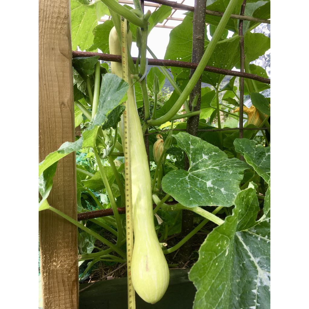 Zucca moscata Trompette d'Albenga