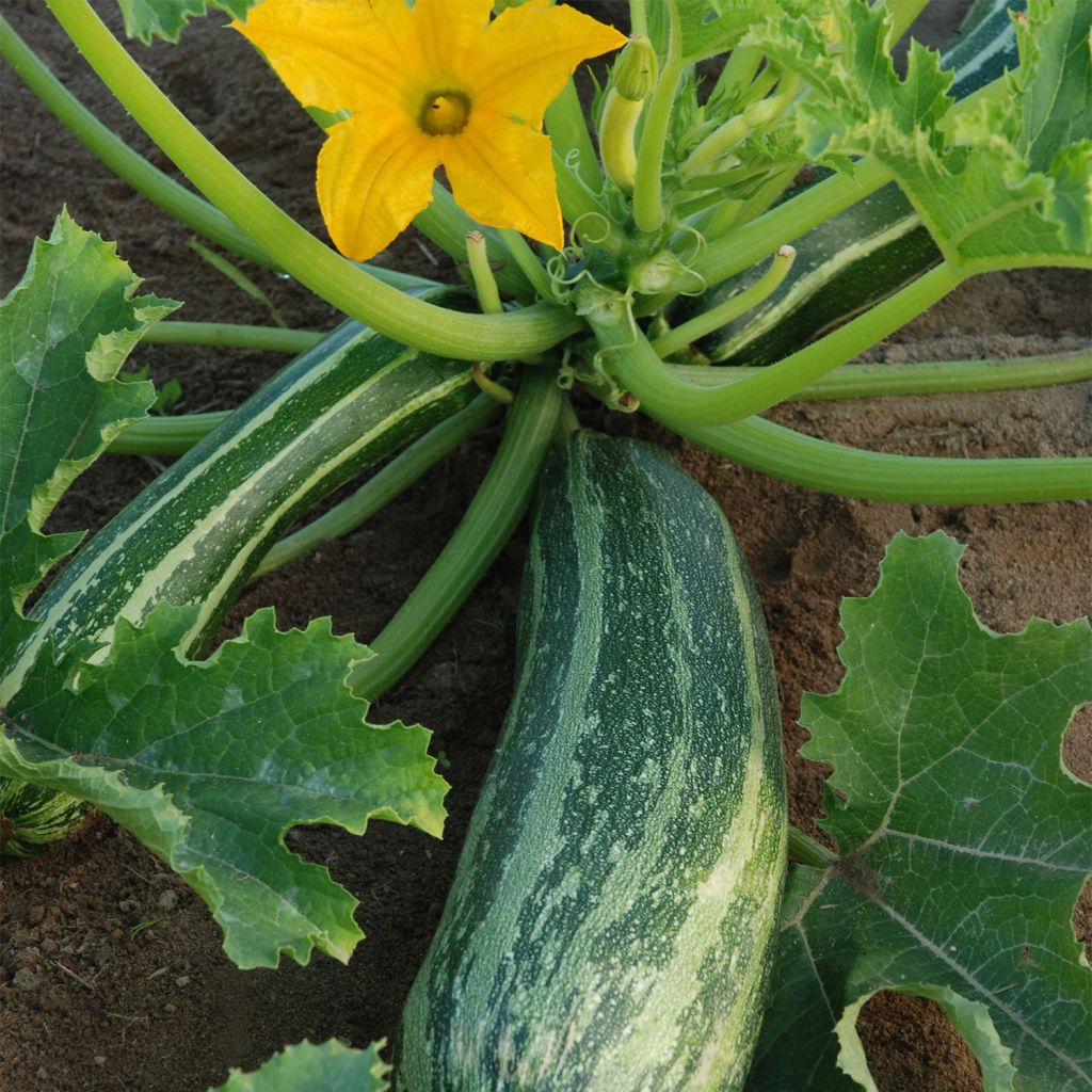Zucchino Coucourzelle