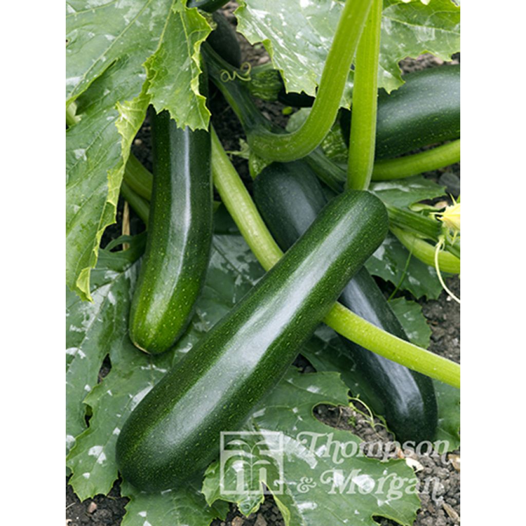 Zucchino Firenze