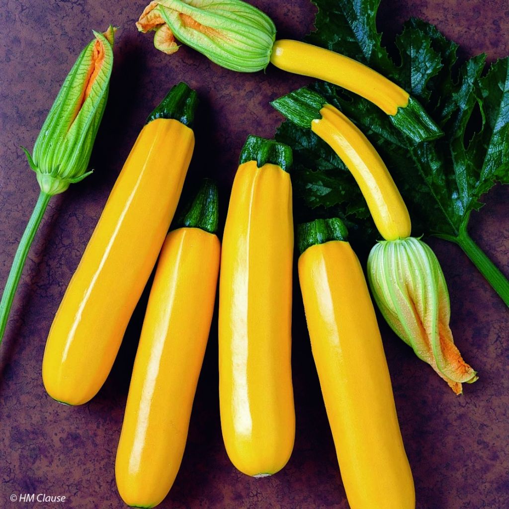 Zucchino Orelia F1 (piante)
