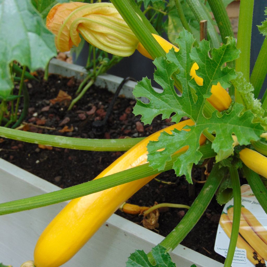 Zucchino Orelia F1 (piante)