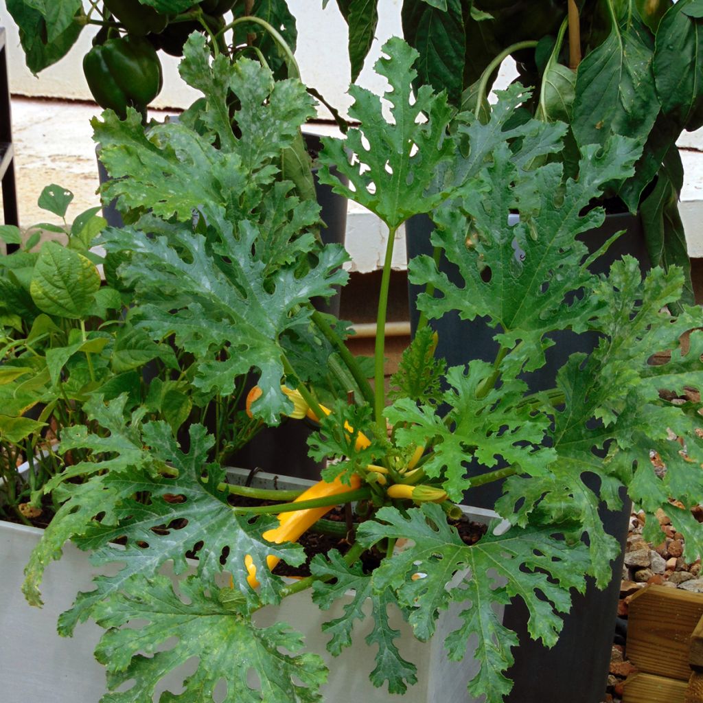 Zucchino Orelia F1 (piante)