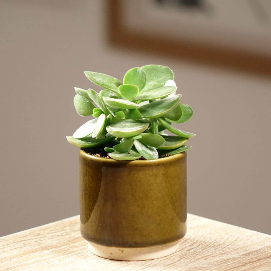 Albero di giada Money Maker - Crassula ovata