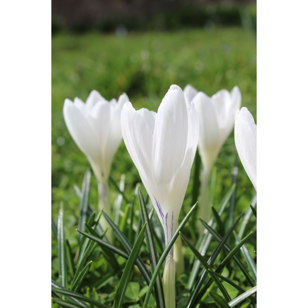 Crocus Jeanne D'Arc - Croco