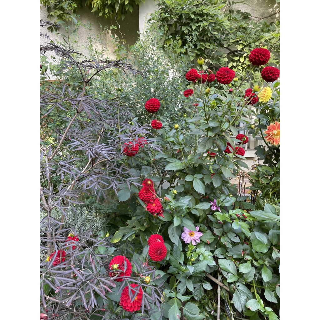 Dalia ball Dahlia Red Fox