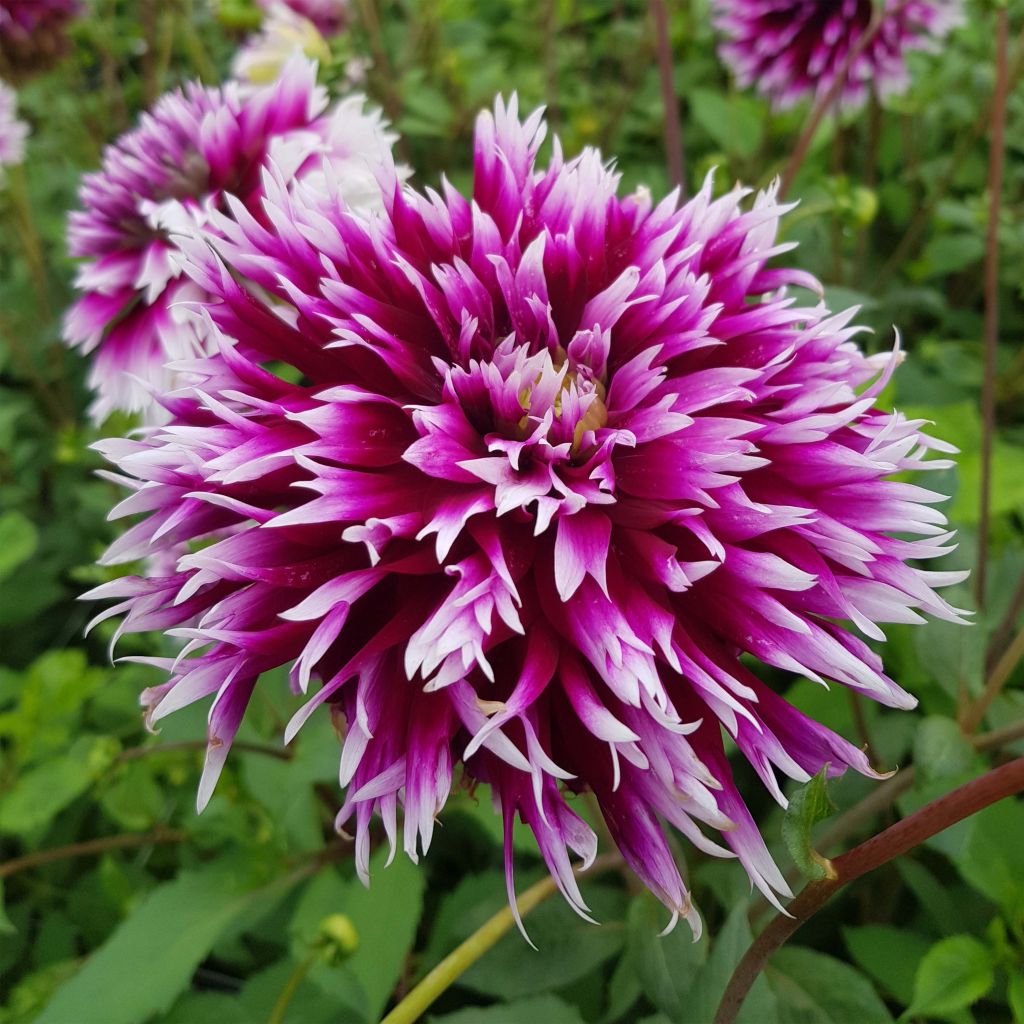 Dalia cactus Clair Obscur