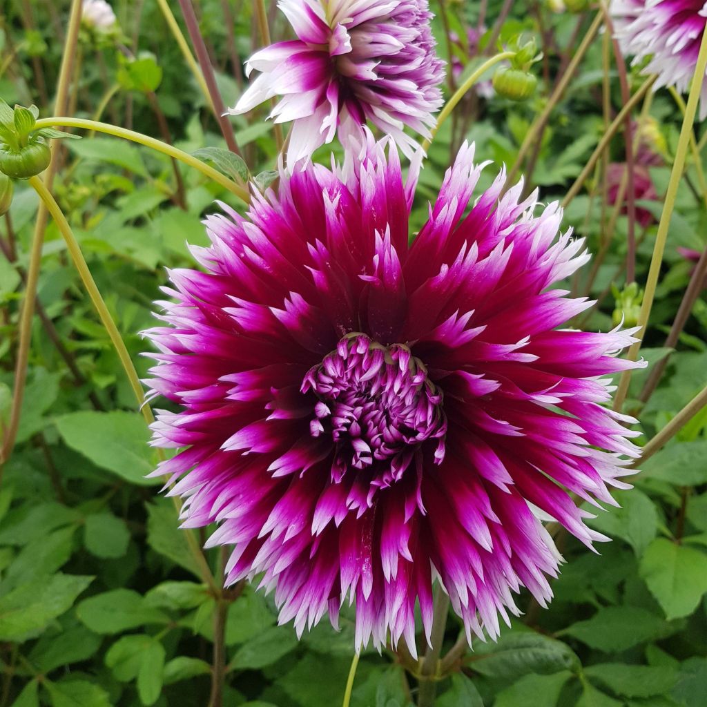 Dalia cactus Clair Obscur