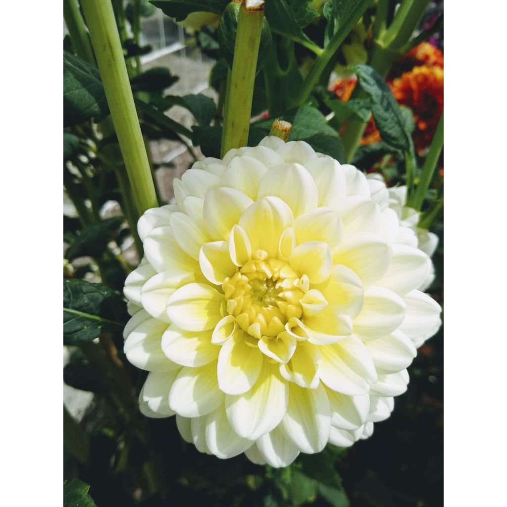 Dalia Dahlia Vanilla