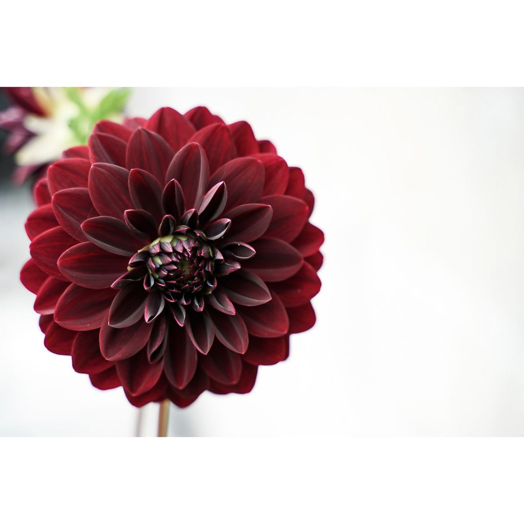 Dalia decorativa Arabian Night