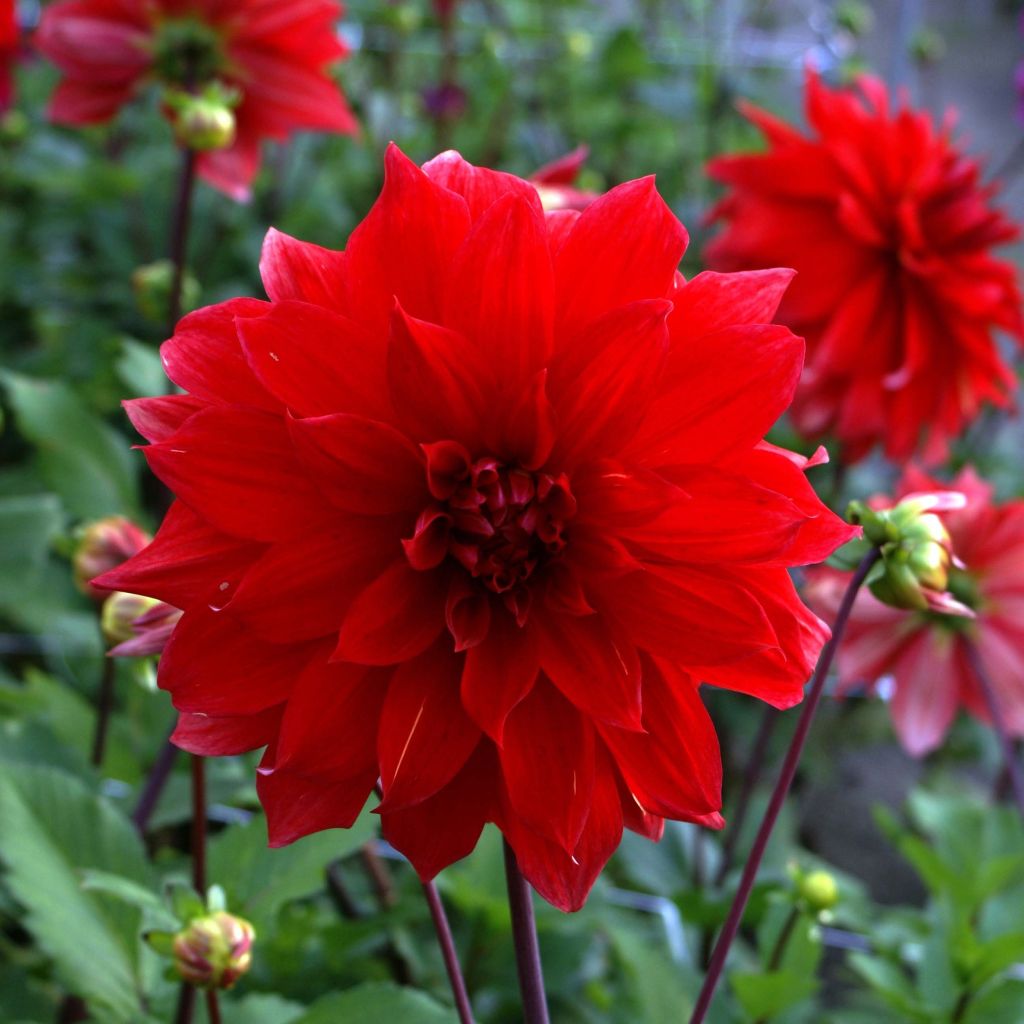 Dalia decorativa Babylon rouge