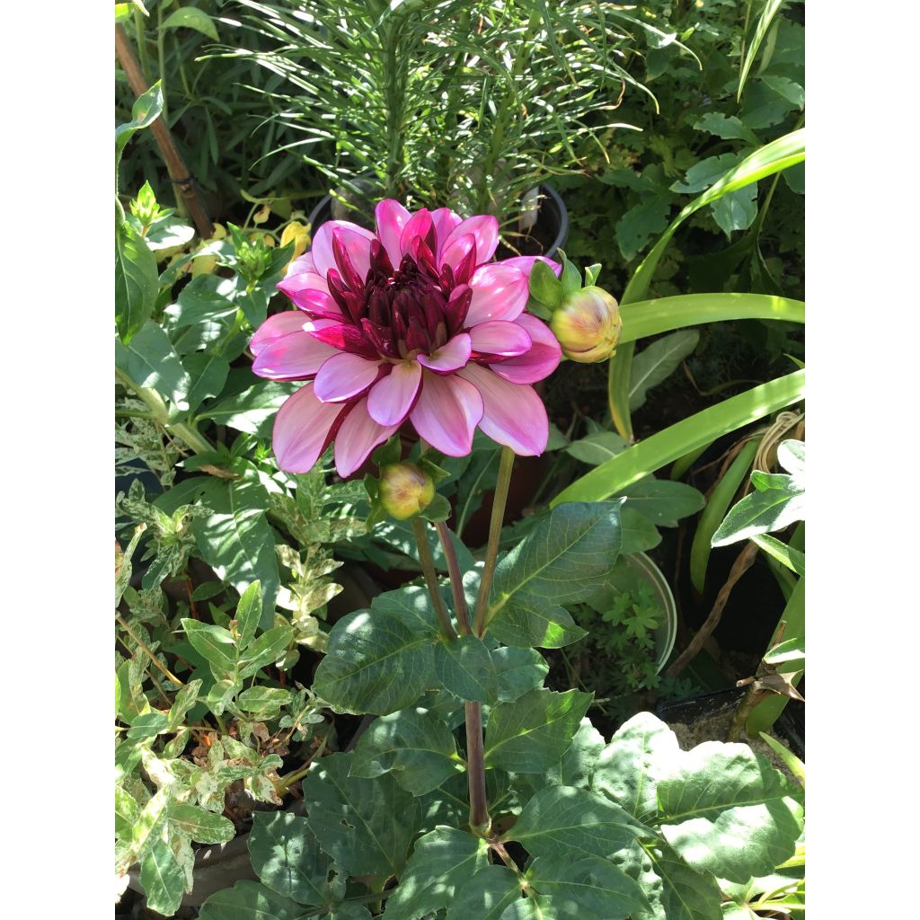 Dalia decorativa Creme de Cassis