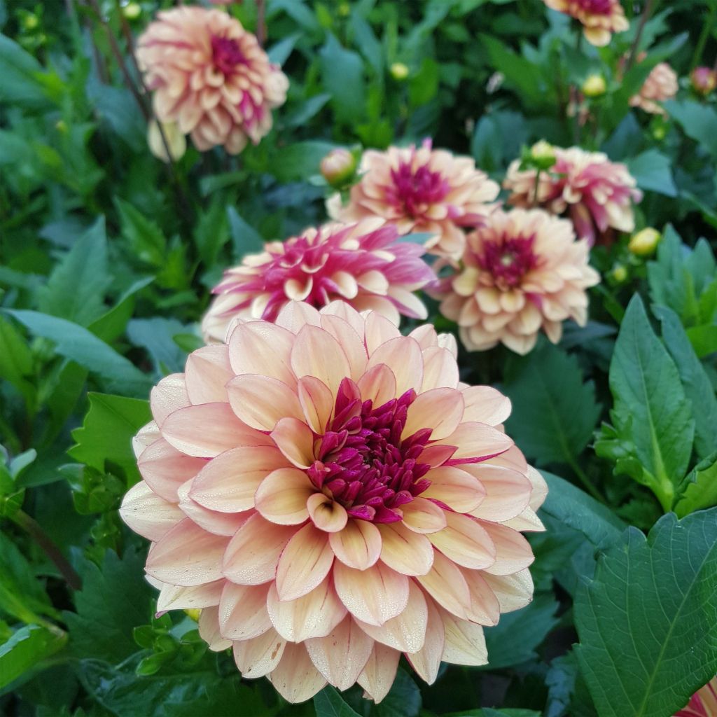 Dalia decorativa Crème de Cognac