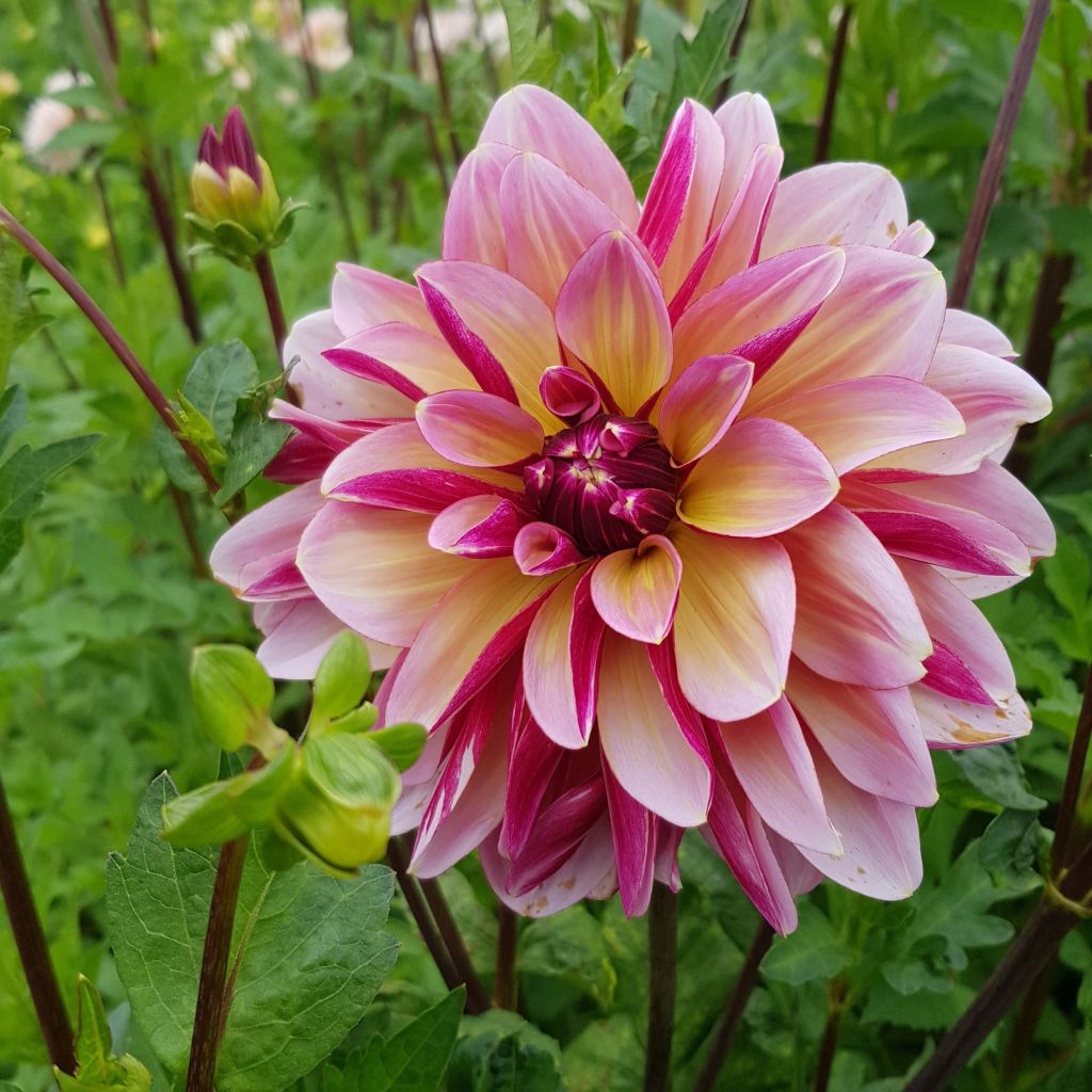 Dalia decorativa Dark Butterfly