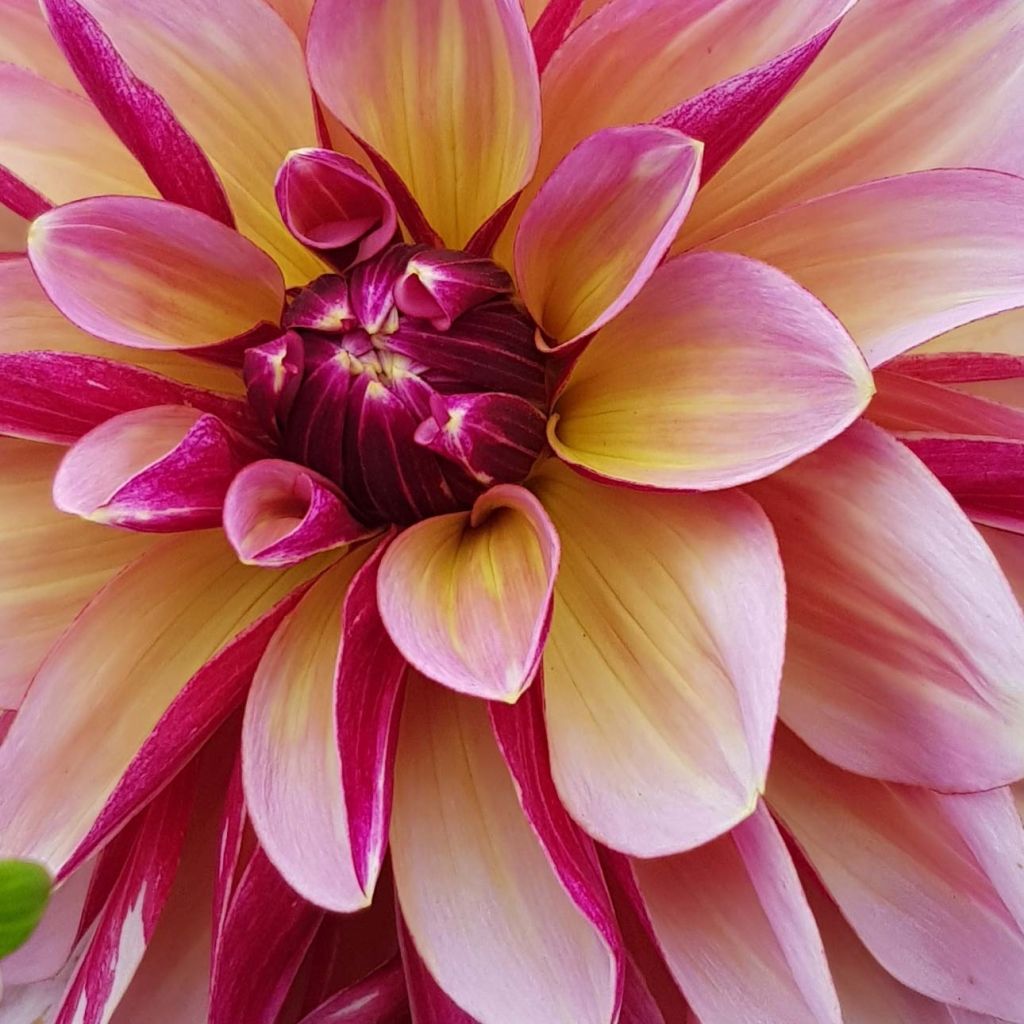 Dalia decorativa Dark Butterfly