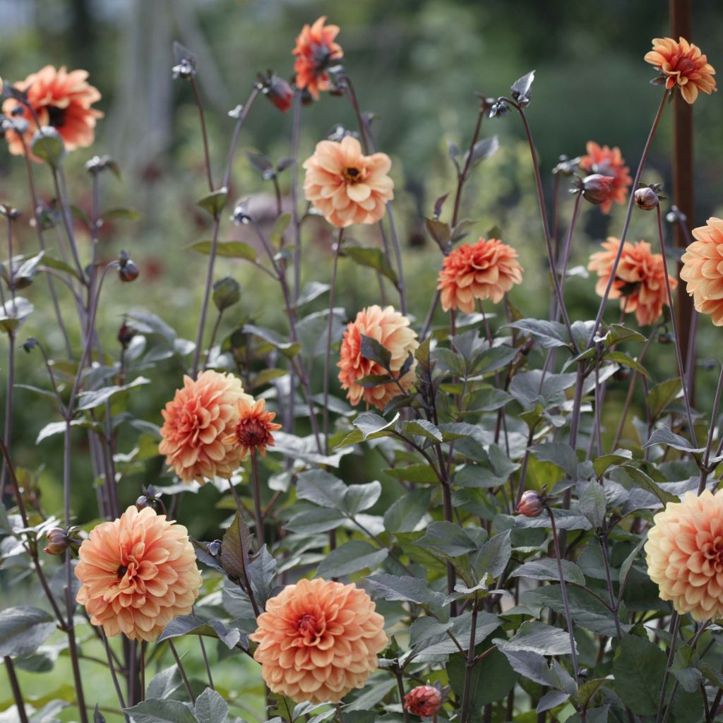 Dalia decorativa David Howard