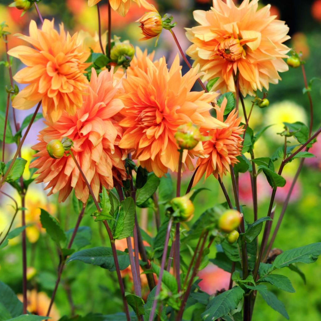 Dalia decorativa Motto