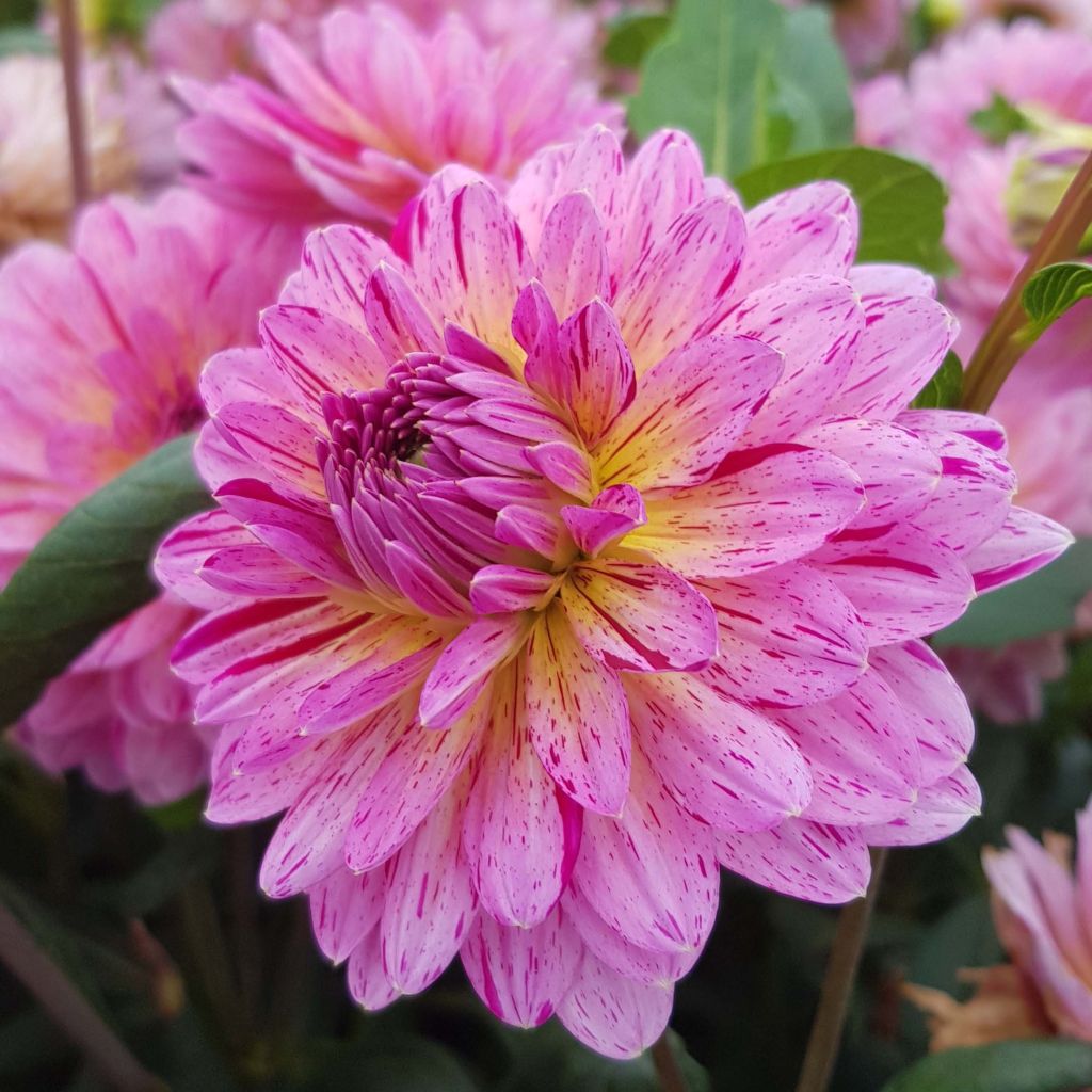Dalia decorativa Tropical