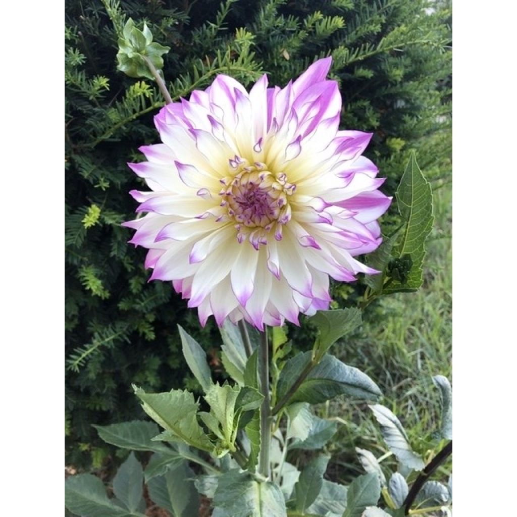 Dalia decorativa Victoria Ann