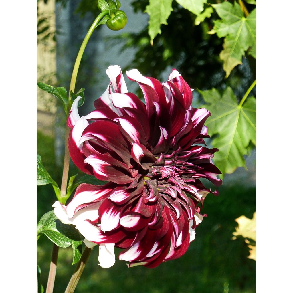 Dalia decorativa Tartan