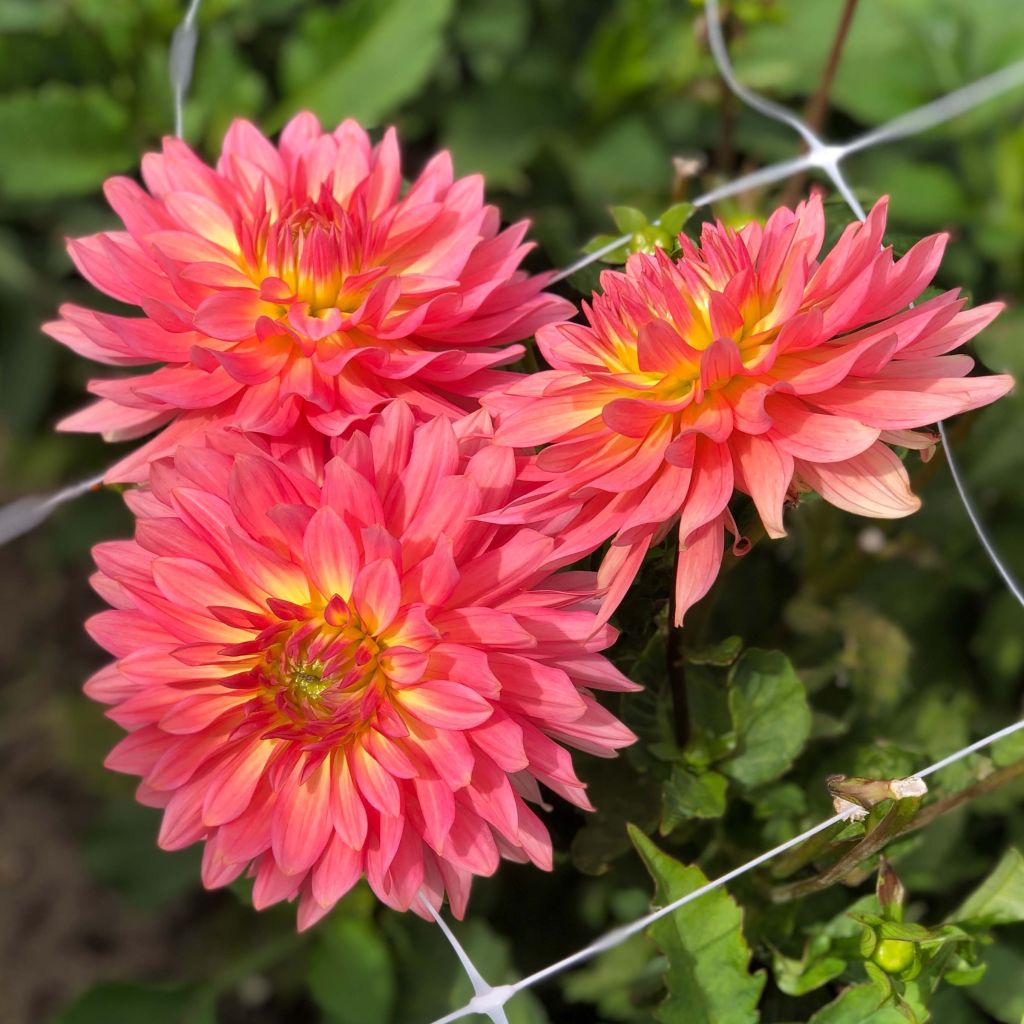 Dalia enana Extase