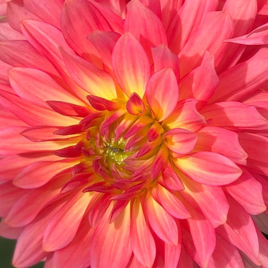 Dalia enana Extase