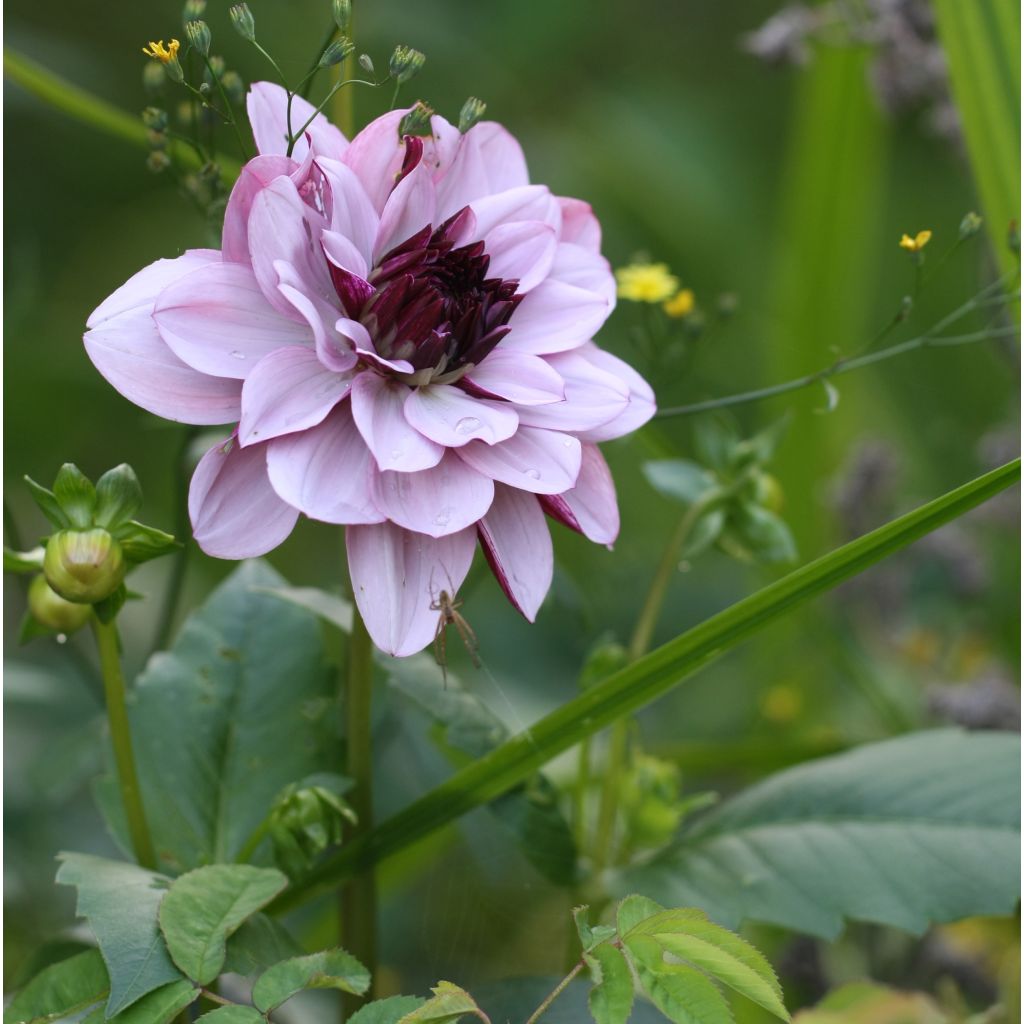 Dalia decorativa Creme de Cassis