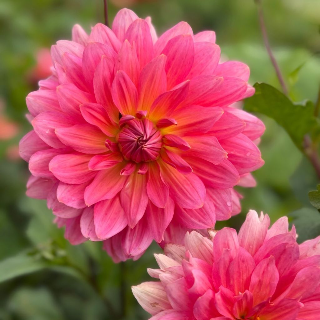 Dalia decorativa Napoli