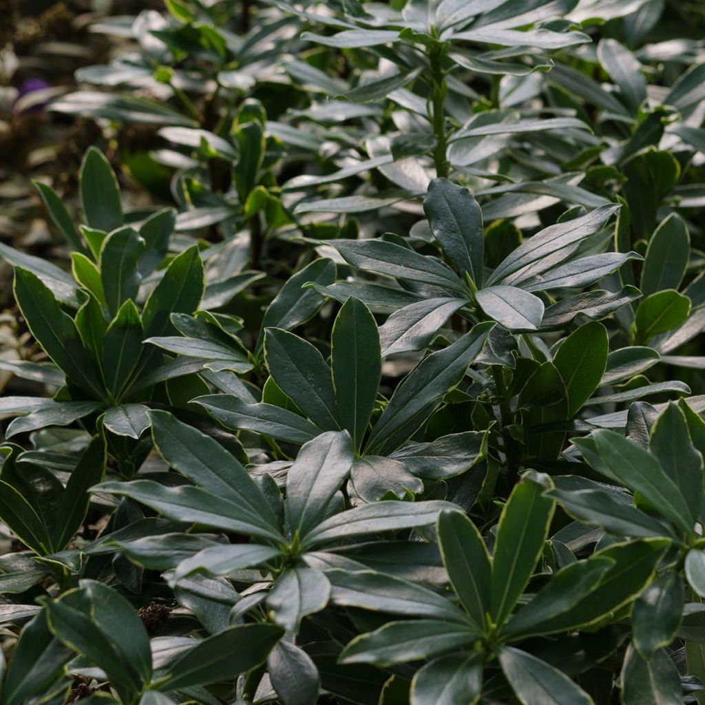 Daphne odora Aureomarginata - Dafne odorosa