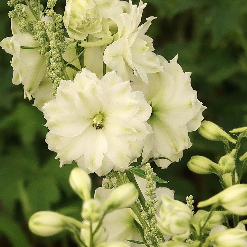 Delphinium elatum Double Innocence - Speronella elevata