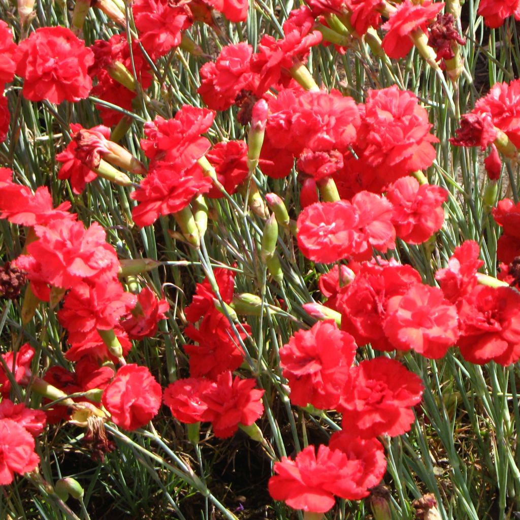 Dianthus plumarius David - Garofano strisciante