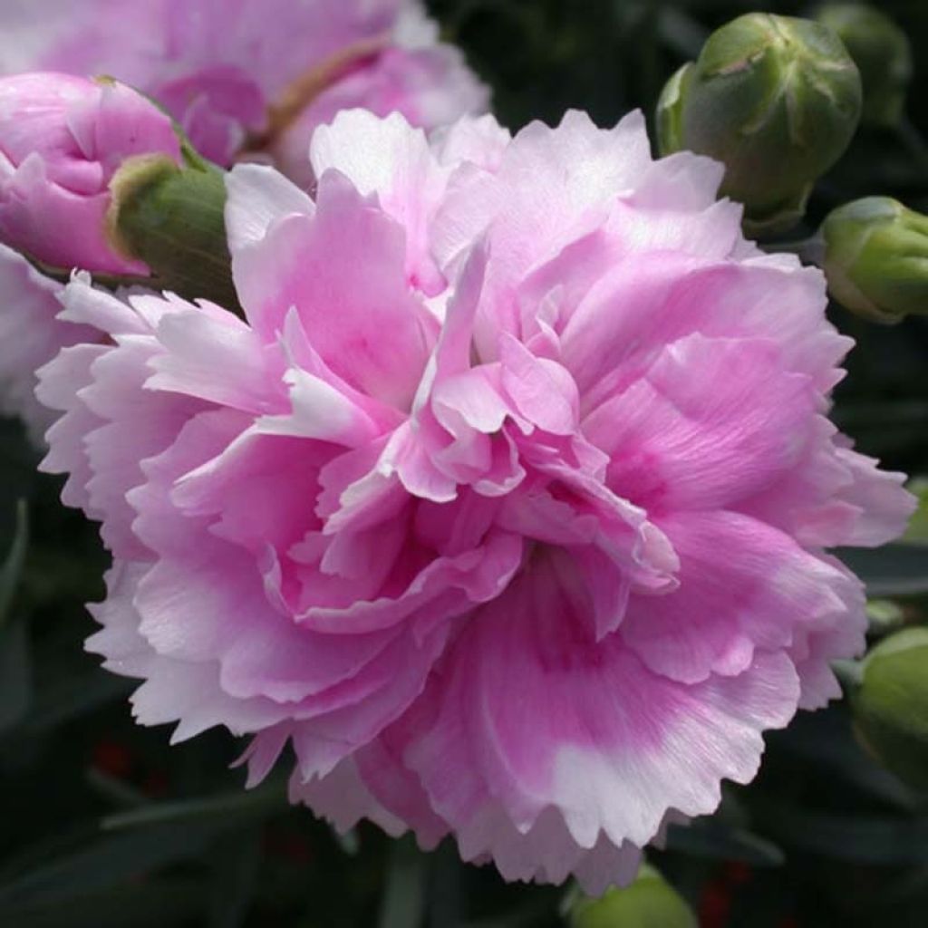Dianthus plumarius Scent First Iced Gem - Garofano strisciante