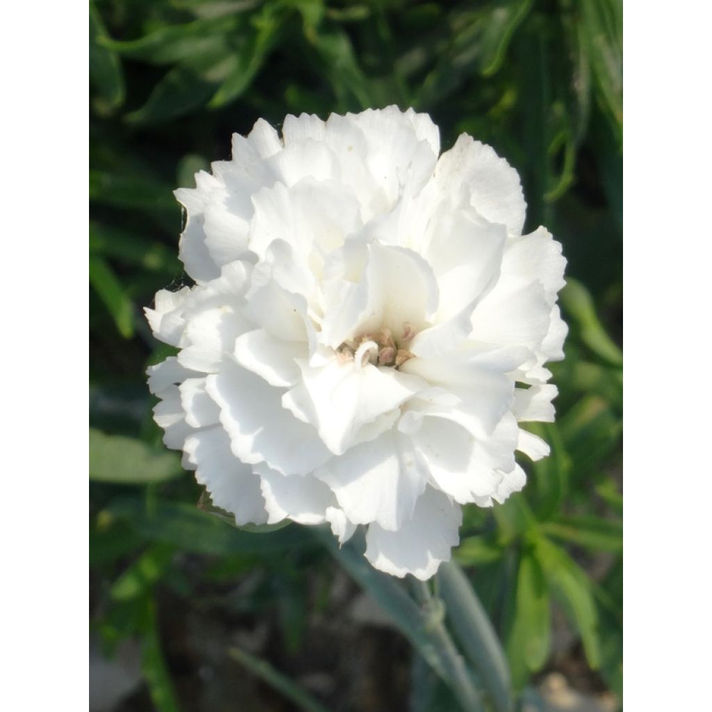 Dianthus plumarius Devon Dove - Garofano strisciante