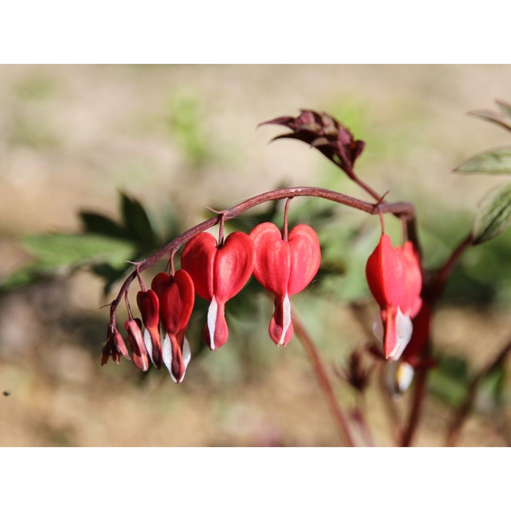 Dicentra spectabilis Valentine - Cuore di Maria
