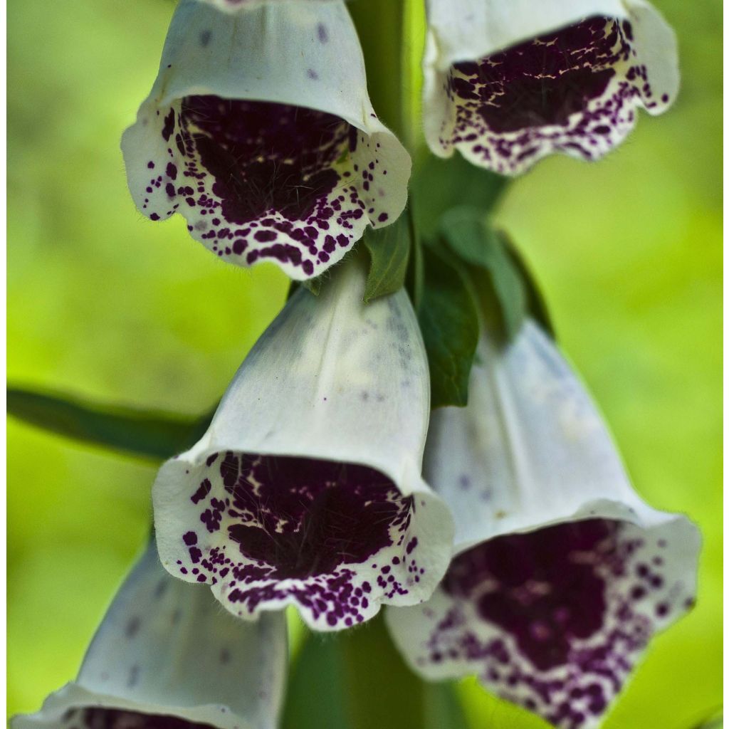 Digitalis purpurea Pam's Choice - Digitale rossa